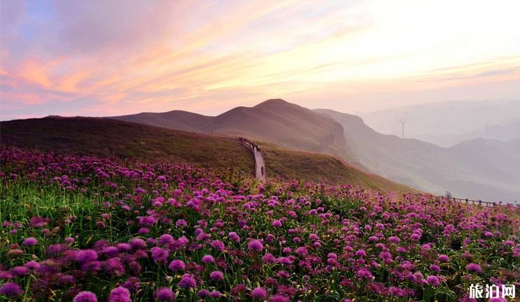 贵州韭菜坪几月开花毕节韭菜坪门票多少钱